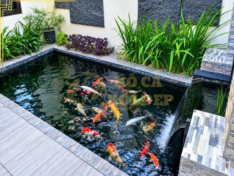 Hệ Thống Lọc Hồ Koi Bao Lâu Ổn Định Sau Khi Vận Hành? 2 Những vi sinh vật có lợi đóng vai trò chuyển hóa amoniac thành nitrit, sau đó tiếp tục chuyển hóa nitrit thành nitrat ít độc hơn trong điều kiện phù hợp.