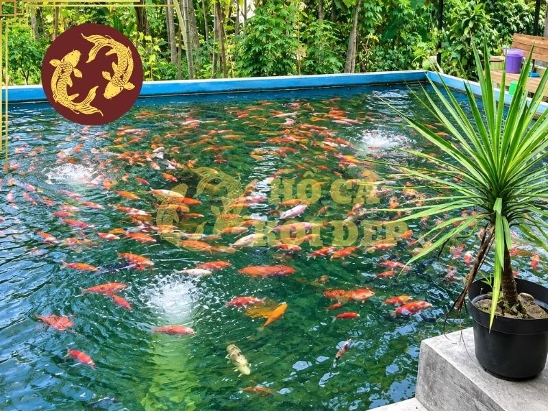 Hệ Thống Lọc Hồ Koi Bao Lâu Ổn Định Sau Khi Vận Hành? 5 Một số cách giúp rút ngắn thời gian lọc cho hồ koi mới