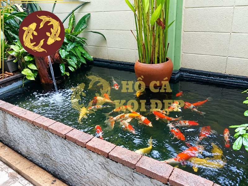 Cách Xử Lý Lọc Hồ Koi Bị Nghẹt Giúp Hệ Thống Hoạt Động Ổn Định 5 loc ho koi bi nghet 5
