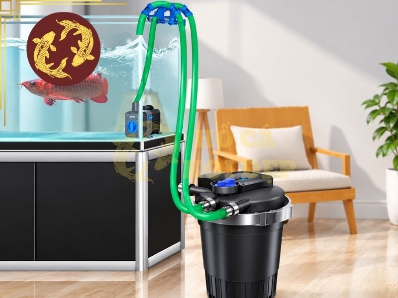 Lọc Thùng Cho Hồ Koi Mini: Giải Pháp Lọc Nước Gọn Nhẹ, Hiệu Quả 4 Không nên chọn máy quá nhỏ chỉ vì muốn tiết kiệm chi phí, bởi lưu lượng thấp có thể khiến chất lượng nước khó được duy trì ổn định.