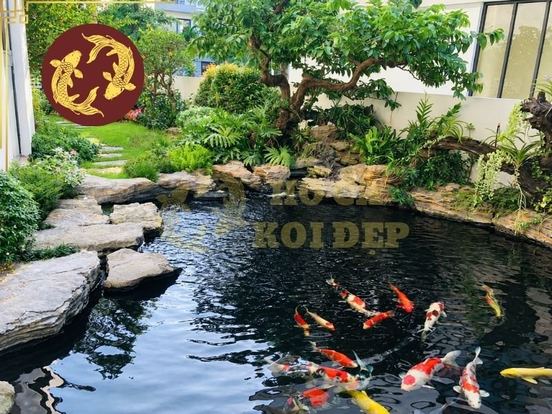 Top Mẫu Hồ Cá Koi Đẹp 2026 Được Ưa Chuộng Nhất 2 Thiết kế này tạo cảm giác hồ hòa vào cảnh quan thay vì trở thành một khu vực tách biệt.