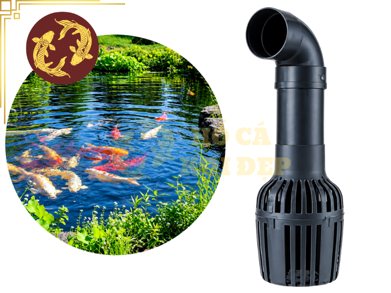 Máy Bơm Hồ Koi 20 Khối: Những Thông Số Cần Quan Tâm Khi Lựa Chọn 5 Những lưu ý khi lựa chọn máy bơm hồ koi 20 khối