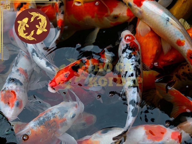 Máy Bơm Hồ Koi 50 Khối: Cách Chọn Lưu Lượng Và Cột Áp 5 Tham khảo cách lựa chọn máy bơm phù hợp