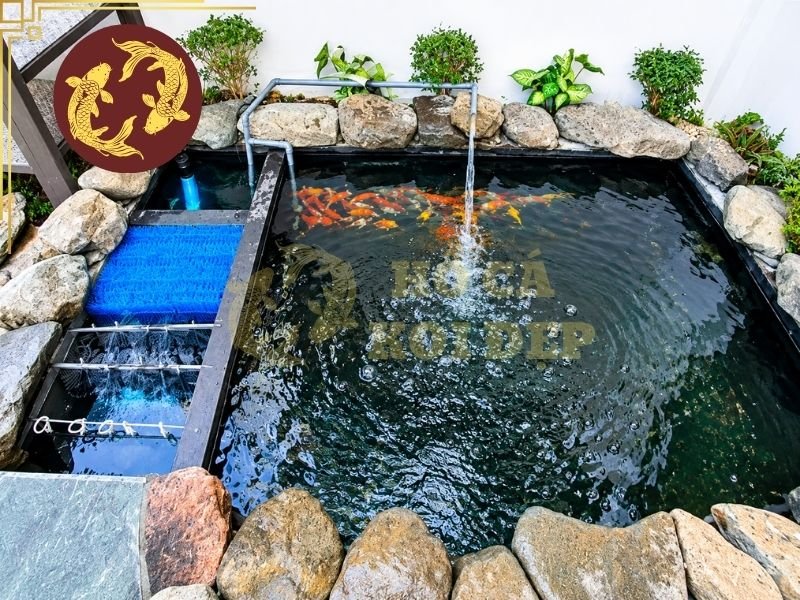Khi Nào Cần Nâng Cấp Hệ Lọc Hồ Koi Cũ? 7 Những điểm cần chú ý khi nâng cấp hệ lọc hồ koi cũ