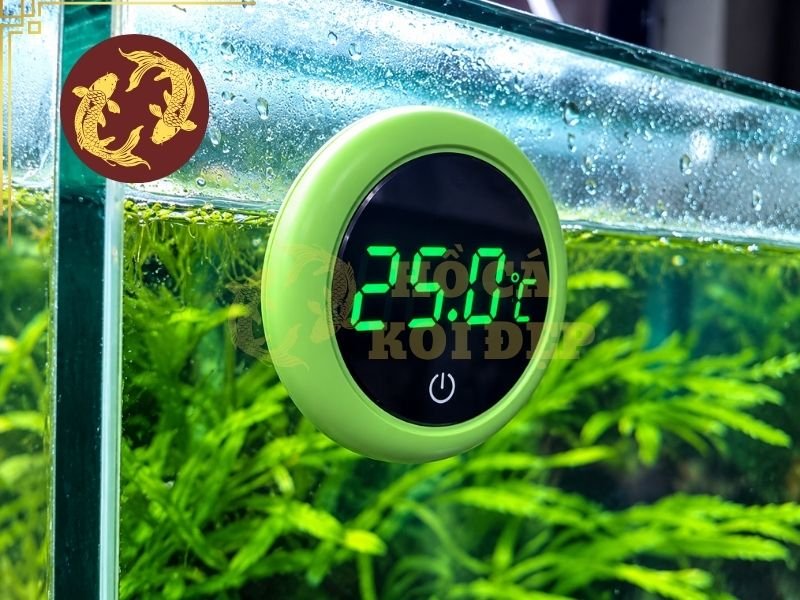 Nhiệt Độ Nước Phù Hợp Cho Cá Koi Và Những Điều Người Nuôi Cần Biết 1 Nhiệt độ nước phù hợp cho cá Koi có vai trò quan trọng đối với nhiều hoạt động sinh lý của cá.