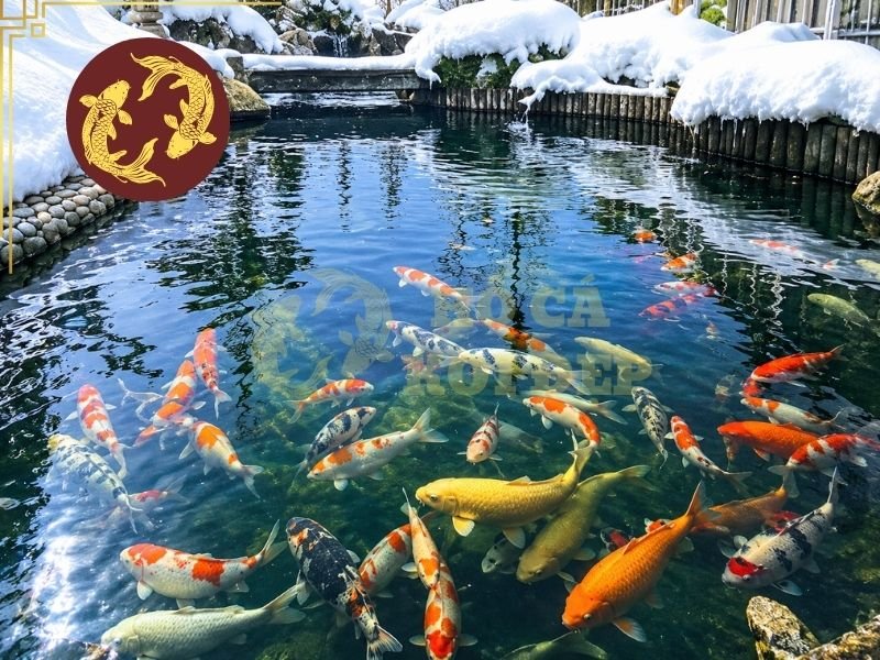 Nhiệt Độ Nước Phù Hợp Cho Cá Koi Và Những Điều Người Nuôi Cần Biết 2 Nhiệt độ nước phù hợp cho cá Koi thường nằm trong khoảng 20 – 28°C, trong đó khoảng 22 – 26°C được xem là điều kiện thuận lợi để Koi duy trì hoạt động