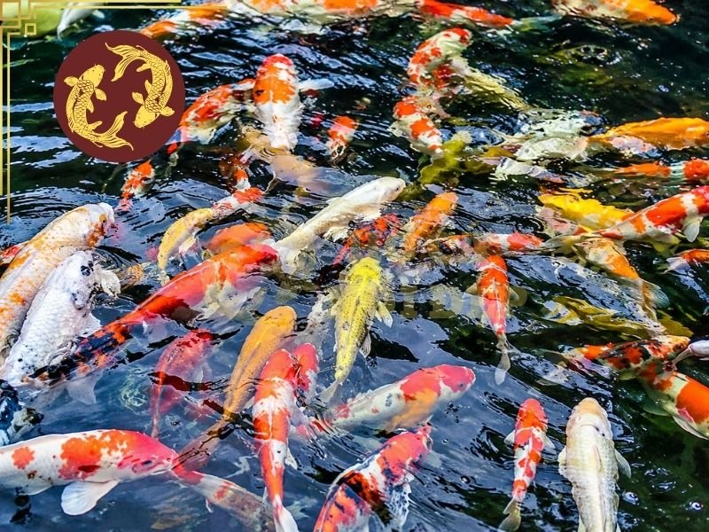 Nhiệt Độ Nước Phù Hợp Cho Cá Koi Và Những Điều Người Nuôi Cần Biết 5 Nếu nhiệt độ vẫn nằm trong nhiệt độ nước phù hợp cho cá Koi, cá có thể duy trì khả năng ăn uống tương đối tốt.