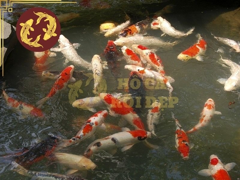 Nhiệt Độ Nước Phù Hợp Cho Cá Koi Và Những Điều Người Nuôi Cần Biết 6 Tình trạng này càng đáng lưu ý đối với cá đang yếu, cá mới vận chuyển hoặc cá đang trong quá trình điều trị.