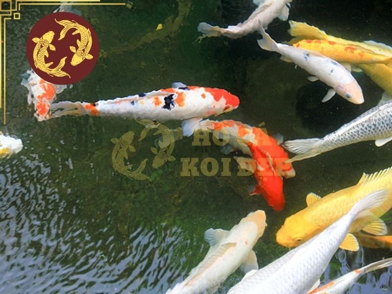 Nhiệt Độ Nước Phù Hợp Cho Cá Koi Và Những Điều Người Nuôi Cần Biết 7 Cần duy trì máy bơm, hệ thống lọc và sục oxy ổn định để đảm bảo nước được tuần hoàn và cung cấp đủ oxy cho cá khi nhiệt độ tăng