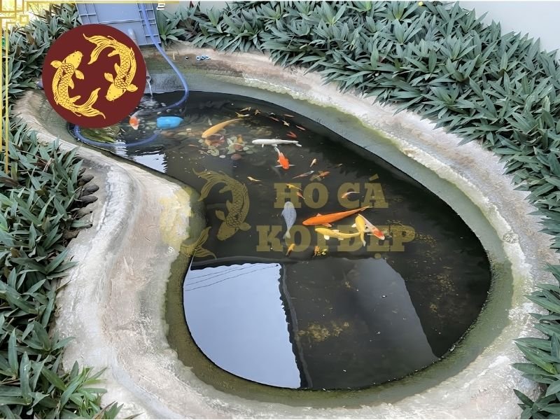 Nước Giếng Khoan Nuôi Cá Koi: Cách Xử Lý Và Sử Dụng An Toàn 2 Một số vấn đề phổ biến thường gặp khi dùng nước giếng khoan nuôi cá koi