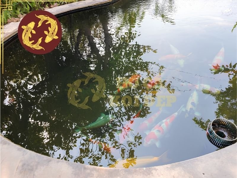 Nước Giếng Khoan Nuôi Cá Koi: Cách Xử Lý Và Sử Dụng An Toàn 3 Quá trình này giúp oxy hóa một phần sắt và mangan hòa tan, chuyển chúng thành dạng cặn dễ loại bỏ hơn.