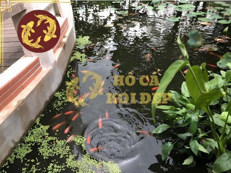 Nước Giếng Khoan Nuôi Cá Koi: Cách Xử Lý Và Sử Dụng An Toàn 5 Nước cần được làm thoáng để thúc đẩy quá trình oxy hóa, sau đó đi qua hệ thống lọc để loại bỏ cặn.