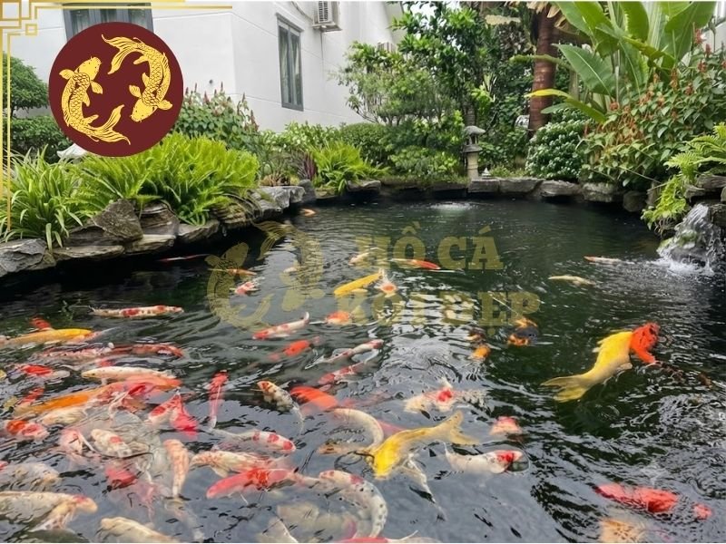 Nước Giếng Khoan Nuôi Cá Koi: Cách Xử Lý Và Sử Dụng An Toàn 7 Những lưu ý quan trọng khi sử dụng nước giếng khoan nuôi cá koi