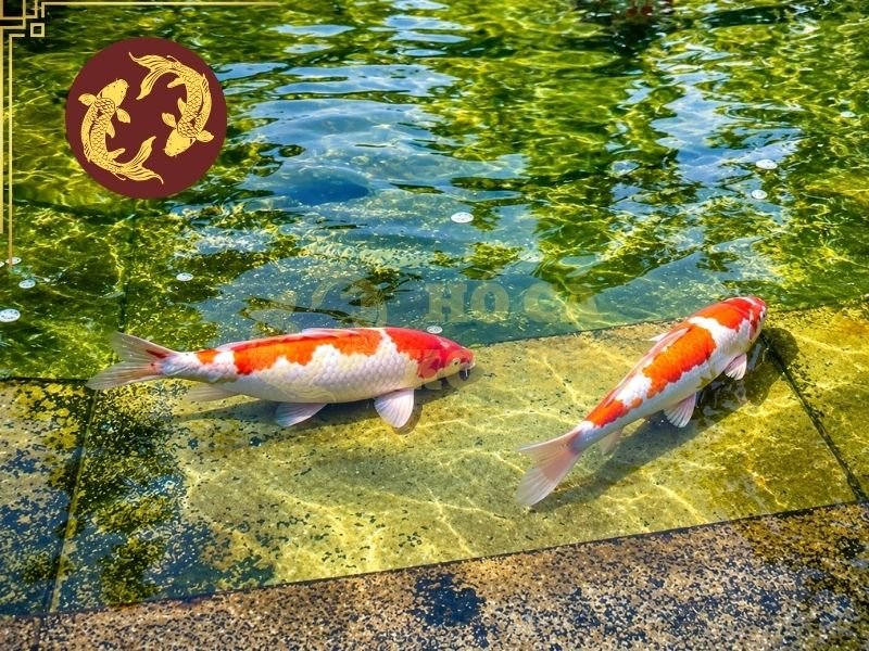 Nước Hồ Koi Bị Vàng: Nguyên Nhân Và Giải Pháp Cải Thiện 1 Tanin là hợp chất hữu cơ tự nhiên có thể được giải phóng từ gỗ, lũa, lá cây, tạo màu vàng khi hòa tan vào nước