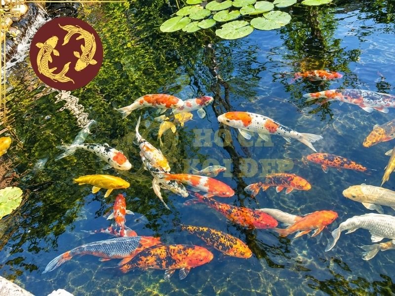 Nước Hồ Koi Bị Vàng: Nguyên Nhân Và Giải Pháp Cải Thiện 3 Nếu nước hồ koi bị vàng nhưng cá vẫn hoạt động bình thường, các thông số nước phù hợp, người nuôi có thể tập trung xử lý nguồn gây màu