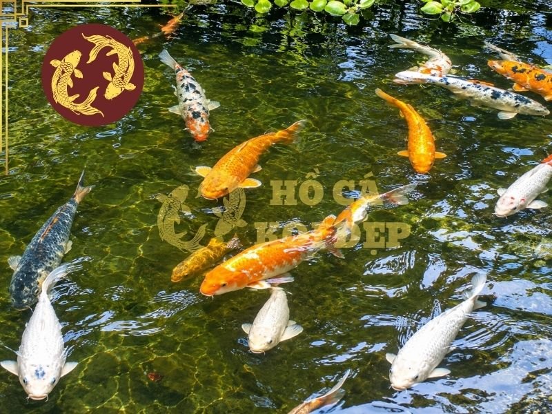 Nước Hồ Koi Bị Vàng: Nguyên Nhân Và Giải Pháp Cải Thiện 5 Than hoạt tính có khả năng hấp phụ một số hợp chất hữu cơ hòa tan và thường được sử dụng để hỗ trợ xử lý màu nước.