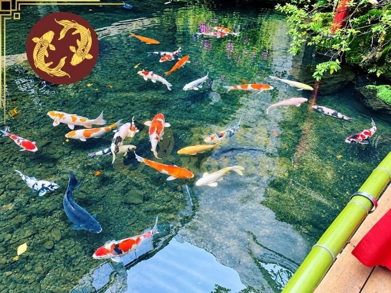 Nước Máy Nuôi Cá Koi: Clo, pH Và Những Thông Số Cần Lưu Ý 4 Nếu nguồn nước chủ yếu chứa clo tự do, việc chứa nước trong bể trung gian và tăng cường sục khí có thể hỗ trợ quá trình loại bỏ clo.