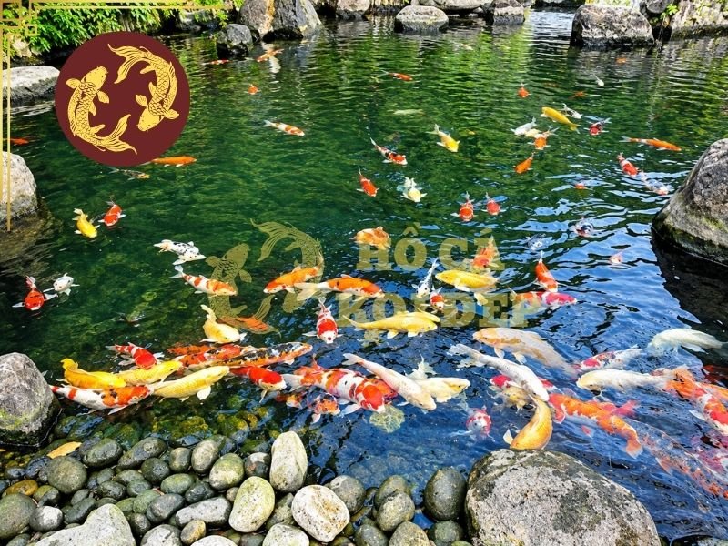 Nước Máy Nuôi Cá Koi: Clo, pH Và Những Thông Số Cần Lưu Ý 5 Có thể bố trí một hệ thống lọc hoặc bể xử lý riêng cho nguồn nước đầu vào