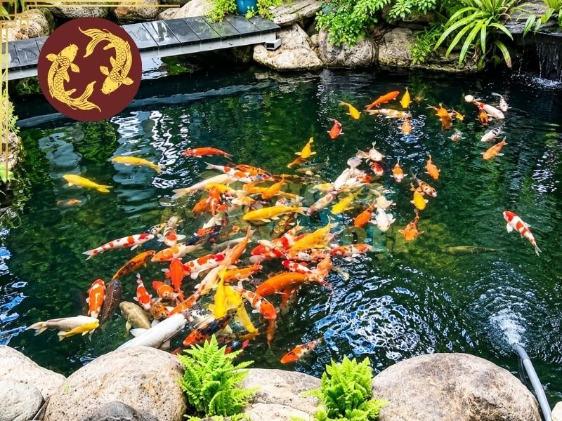 Nước Máy Nuôi Cá Koi: Clo, pH Và Những Thông Số Cần Lưu Ý 7 Một số lưu ý cần thiết khi sử dụng nước máy nuôi cá koi