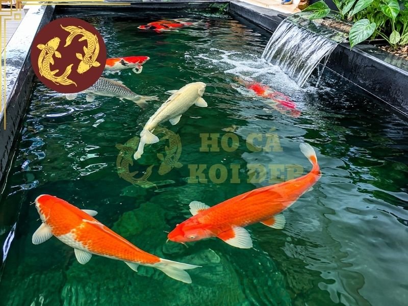 Ống PVC Hồ Cá Koi: Cách Chọn Kích Thước Và Lắp Đặt Đúng Chuẩn 5 Những lỗi cần tránh để không ảnh hưởng đến hệ thống lọc hồ koi