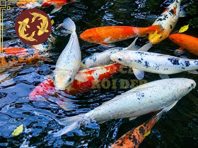 Phòng bệnh cho cá koi: Hướng dẫn chăm sóc và bảo vệ cá toàn diện 4 Một lịch phòng bệnh hồ koi hợp lý sẽ giúp người nuôi chủ động hơn trong việc chăm sóc cá.