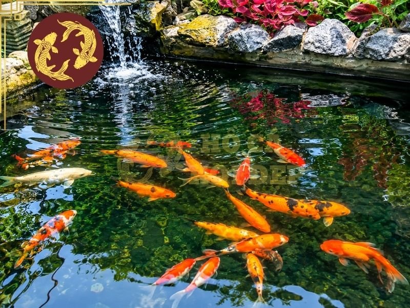 Rêu Bám Thành Hồ Koi: Cách Vệ Sinh Và Phòng Ngừa Hiệu Quả 5 Ngăn lọc cơ học cần được vệ sinh định kỳ khi chứa nhiều chất bẩn.