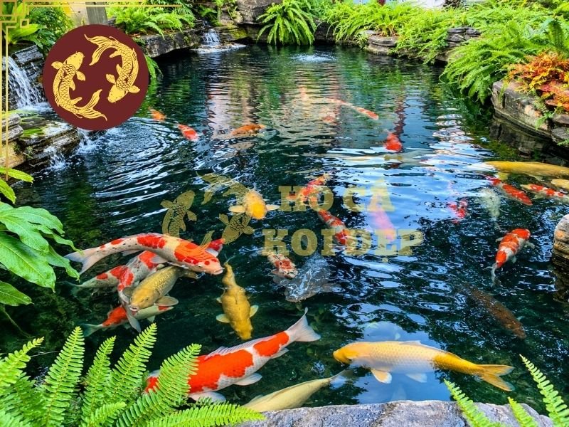 Rêu Bám Thành Hồ Koi: Cách Vệ Sinh Và Phòng Ngừa Hiệu Quả 6 Nếu hồ thường xuyên nhận ánh nắng trực tiếp, có thể cân nhắc sử dụng mái che hoặc bố trí cảnh quan để giảm lượng ánh sáng