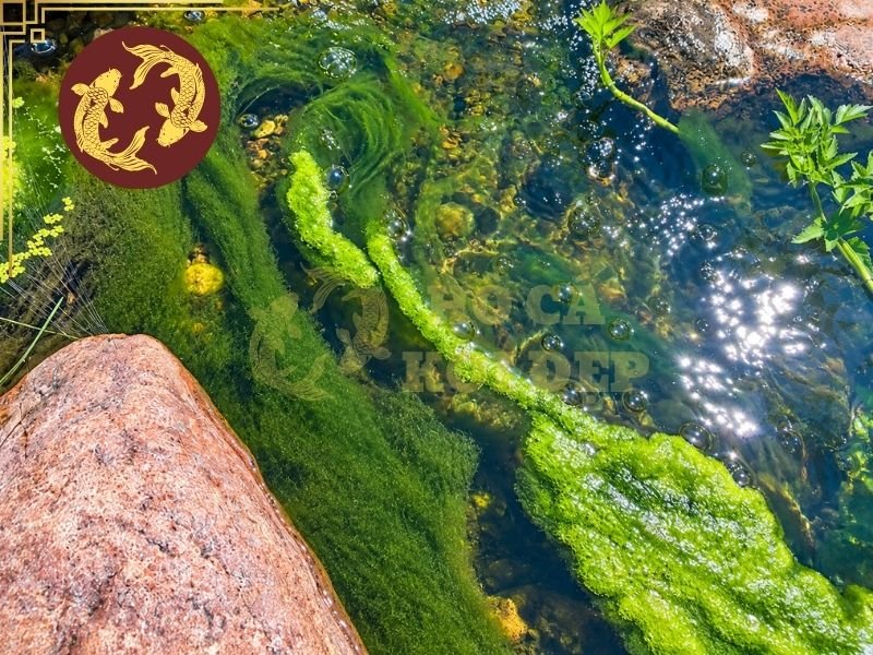 Rêu Bám Thành Hồ Koi: Cách Vệ Sinh Và Phòng Ngừa Hiệu Quả 1 Những hồ koi nằm ở vị trí có ánh nắng chiếu trực tiếp trong thời gian dài thường dễ xuất hiện lớp rêu xanh hoặc nâu trên thành hồ.