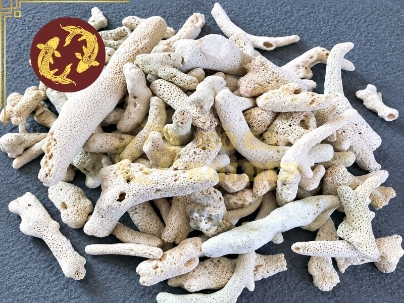 Cách Sử Dụng San Hô Lọc Hồ Koi Để Ổn Định Chất Lượng Nước 1 Khi được đặt trong ngăn lọc, san hô vừa tạo thêm bề mặt cho vi sinh vật bám vào, vừa có thể bổ sung carbonate vào nước tùy thuộc vào điều kiện hóa học của hồ.