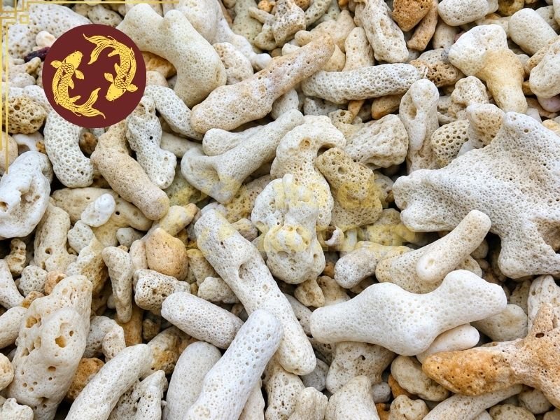 Cách Sử Dụng San Hô Lọc Hồ Koi Để Ổn Định Chất Lượng Nước 2 San hô có thành phần chính là calcium carbonate nên có thể bổ sung canxi và carbonate khi hòa tan.