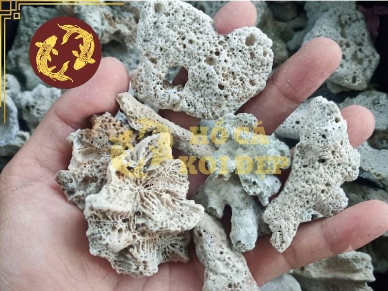 Cách Sử Dụng San Hô Lọc Hồ Koi Để Ổn Định Chất Lượng Nước 5 Quy trình sử dụng san hô lọc hồ koi