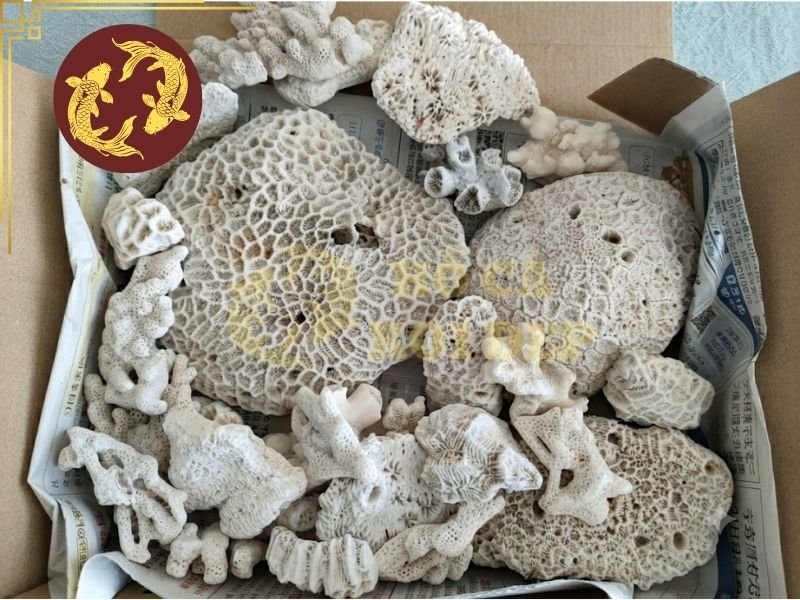 Cách Sử Dụng San Hô Lọc Hồ Koi Để Ổn Định Chất Lượng Nước 6 Tùy thiết kế lọc, người nuôi có thể đặt san hô lọc hồ koi trong một túi lưới hoặc khay chứa riêng.