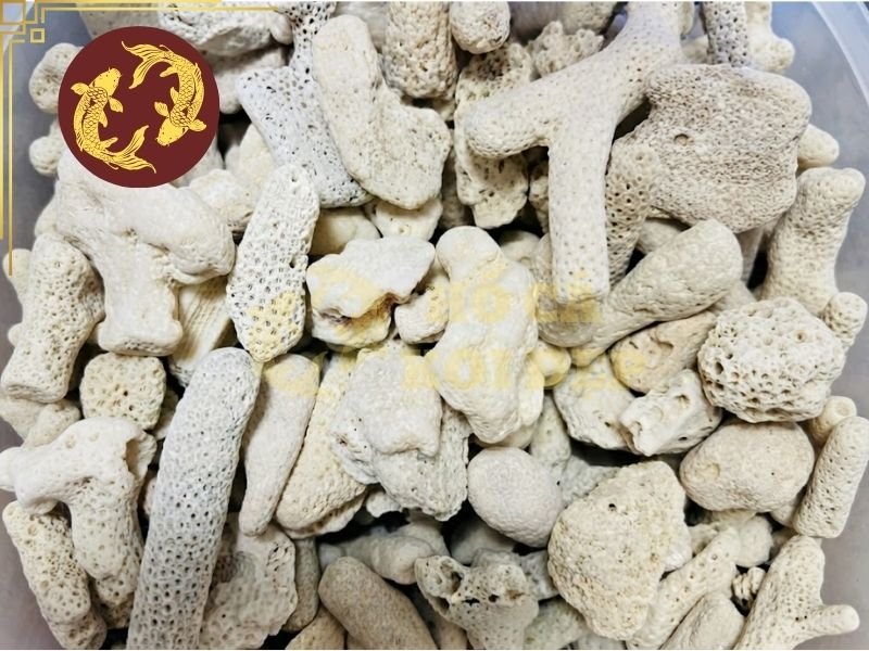 Cách Sử Dụng San Hô Lọc Hồ Koi Để Ổn Định Chất Lượng Nước 7 Lưu ý về quy trình vệ sinh và thay san hô định kỳ