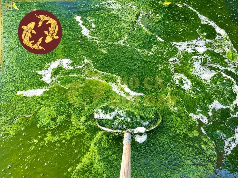 Hướng Dẫn Xử Lý Tảo Sợi Trong Hồ Koi Đơn Giản, Hiệu Quả 1 Tảo sợi trong hồ koi là nhóm tảo có dạng sợi dài, thường liên kết với nhau thành từng búi hoặc mảng.