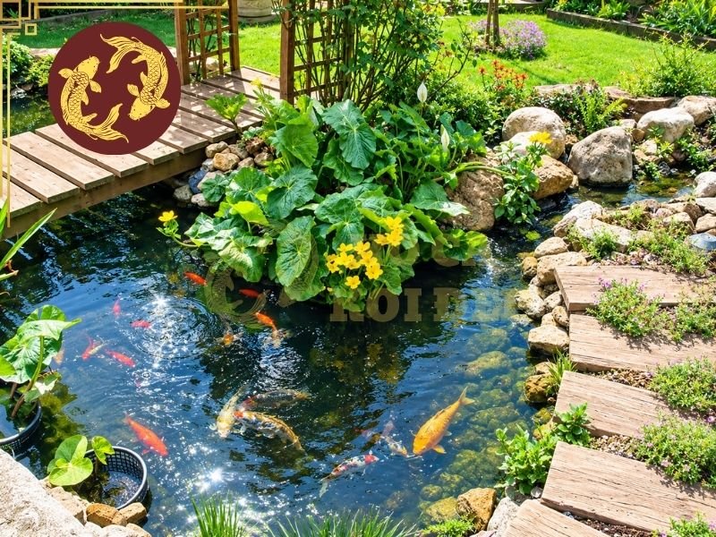 Cách Làm Thành Hồ Cá Koi Đúng Kỹ Thuật, Hạn Chế Thấm Nứt 6 thanh ho ca koi 6