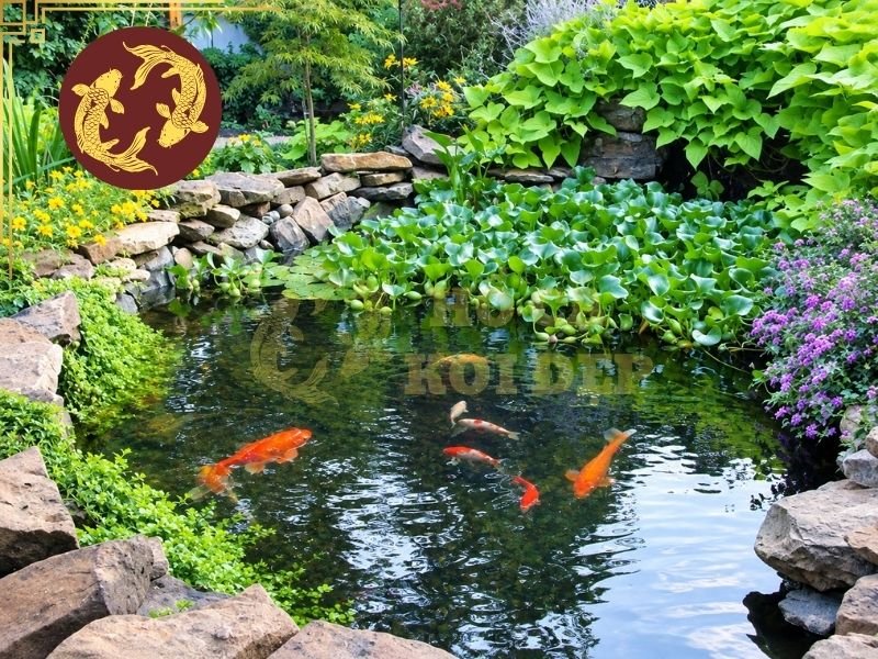 Thi Công Hồ Cá Koi Bình Dương: Giải Pháp Hồ Koi Đẹp Và Chuẩn Kỹ Thuật 4 Một số hạng mục cần quan tâm khi cân đối chi phí thi công hồ cá koi Bình Dương