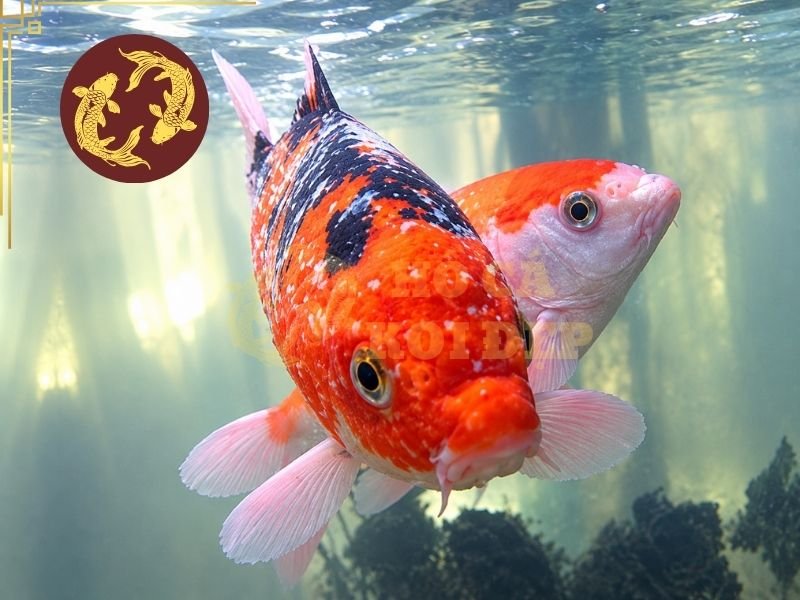 Cách Chọn Thuốc Trị Bệnh Cá Koi Phù Hợp Với Từng Triệu Chứng 2 Khi gặp tình trạng cá koi bị đốm trắng, nên kiểm tra thêm biểu hiện cọ mình, kẹp vây, bơi bất thường hoặc thở nhanh để có thêm cơ sở nhận định.