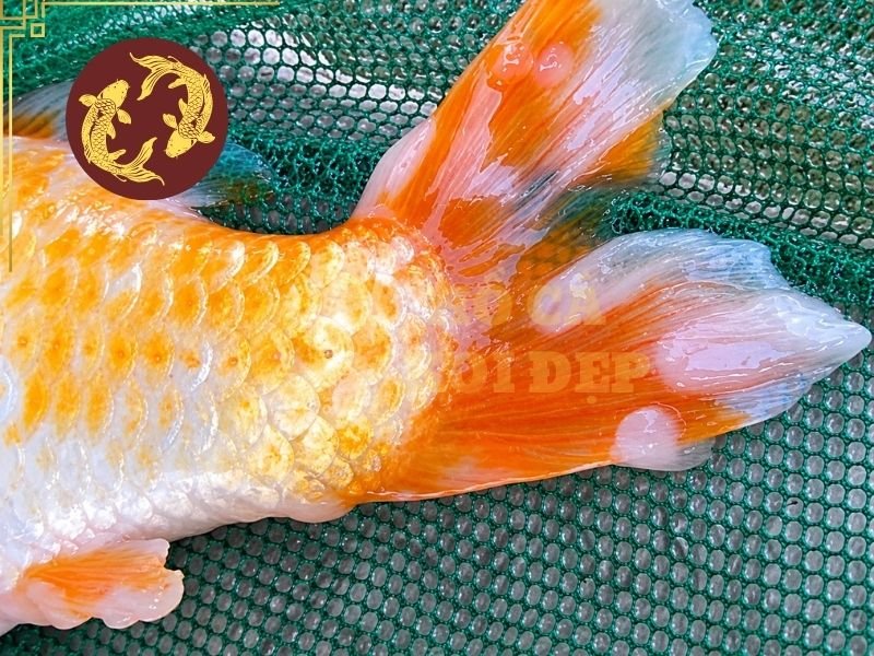 Cách Chọn Thuốc Trị Bệnh Cá Koi Phù Hợp Với Từng Triệu Chứng 3 Nấm thường biểu hiện dưới dạng những mảng trắng hoặc xám giống như bông bám trên da, vây hay vùng bị tổn thương.
