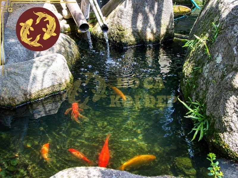 Hướng Dẫn Tính Tốc Độ Tuần Hoàn Nước Hồ Koi Đúng Kỹ Thuật 8 Những lưu ý khác về số vòng tuần hoàn