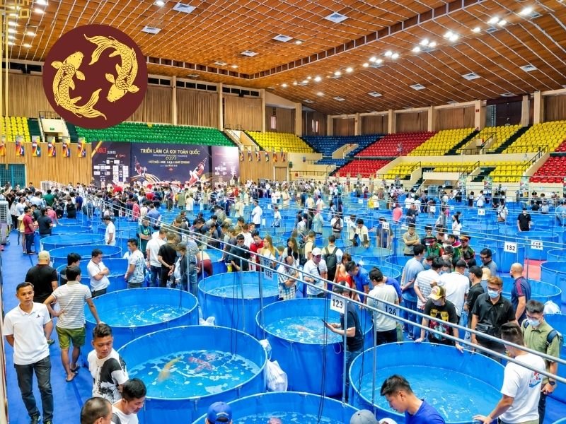 Triển Lãm Cá Koi Việt Nam: Không Gian Giao Lưu Và Chiêm Ngưỡng Cá Koi Nhật Bản 1 Đây là dịp để người nuôi giới thiệu cá của mình, trao đổi kinh nghiệm lựa chọn cá giống và tìm hiểu cách đánh giá một cá thể koi
