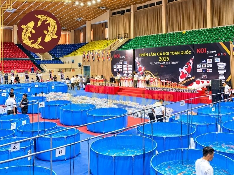 Triển Lãm Cá Koi Việt Nam: Không Gian Giao Lưu Và Chiêm Ngưỡng Cá Koi Nhật Bản 2 Kohaku, Sanke và Showa là ba dòng koi thuộc nhóm Gosanke, thường được nhiều người quan tâm khi tham quan các khu vực trưng bày.