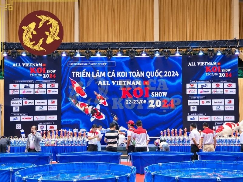 Triển Lãm Cá Koi Việt Nam: Không Gian Giao Lưu Và Chiêm Ngưỡng Cá Koi Nhật Bản 3 Các tiêu chí phổ biến gồm hình dáng cơ thể, chất lượng màu sắc, hoa văn, tình trạng sức khỏe và tổng thể khi quan sát cá bơi.