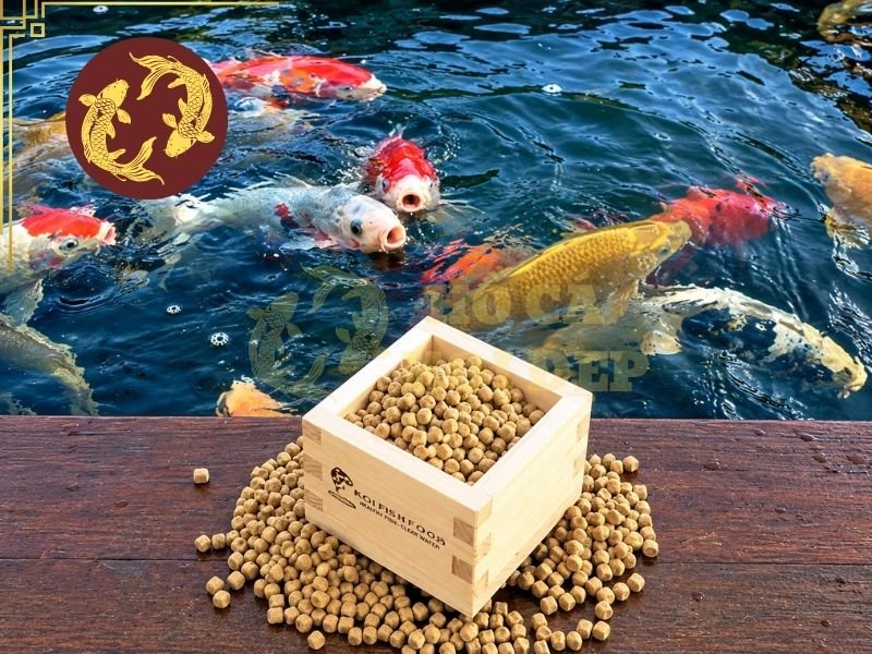 Cách Trộn Thuốc Vào Thức Ăn Cá Koi Đúng Cách, Hiệu Quả 1 Cách trộn thuốc vào thức ăn cá Koi phù hợp hơn khi cá vẫn còn phản xạ ăn và thuốc được nhà sản xuất cho phép sử dụng theo đường ăn.