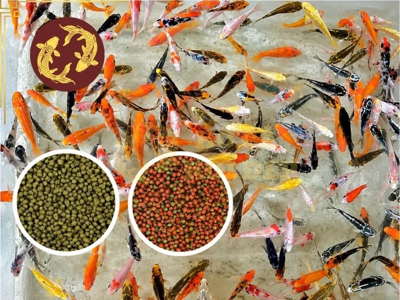 Cách Trộn Thuốc Vào Thức Ăn Cá Koi Đúng Cách, Hiệu Quả 3 Liều không phù hợp có thể gây ảnh hưởng đến sức khỏe cá và làm việc điều trị trở nên khó kiểm soát.