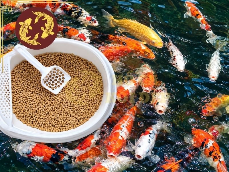 Cách Trộn Thuốc Vào Thức Ăn Cá Koi Đúng Cách, Hiệu Quả 4 Không nên để thức ăn đã trộn thuốc trong thời gian dài ở nhiệt độ hoặc môi trường không phù hợp