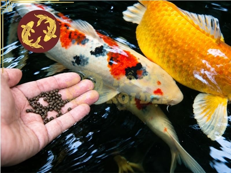 Cách Trộn Thuốc Vào Thức Ăn Cá Koi Đúng Cách, Hiệu Quả 5 Lưu ý một số sai lầm cần tránh khi chọn thuốc