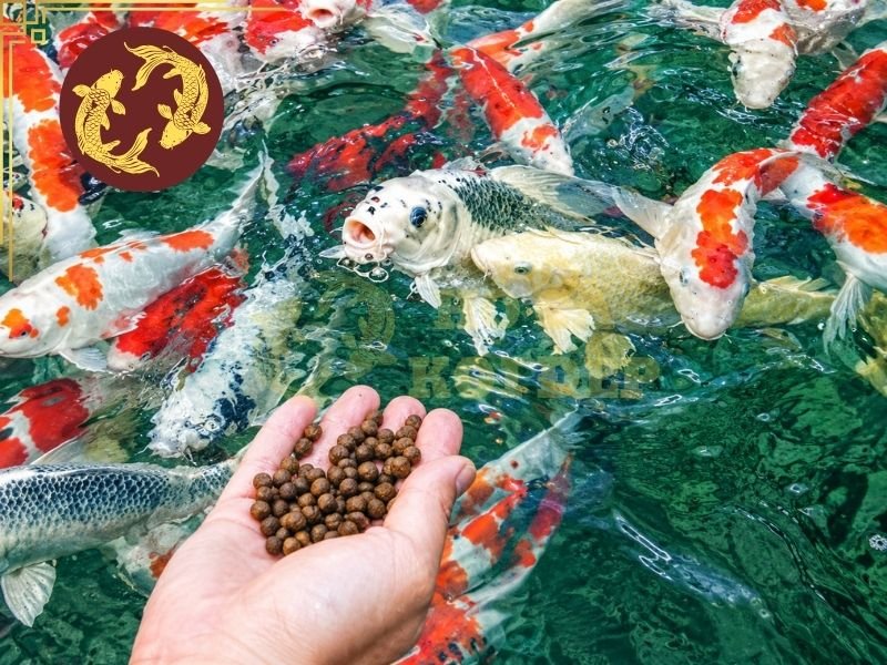 Cách Trộn Thuốc Vào Thức Ăn Cá Koi Đúng Cách, Hiệu Quả 6 Chất lượng môi trường sống đóng vai trò quan trọng trong quá trình phục hồi