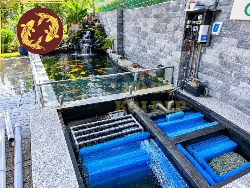 Hướng Dẫn Tự Ủ Vi Sinh Cho Hồ Cá Koi Đúng Cách Tại Nhà 4 Không sử dụng nước có chất khử khuẩn cũng như kiểm soát nhiệt độ ở mức phù hợp