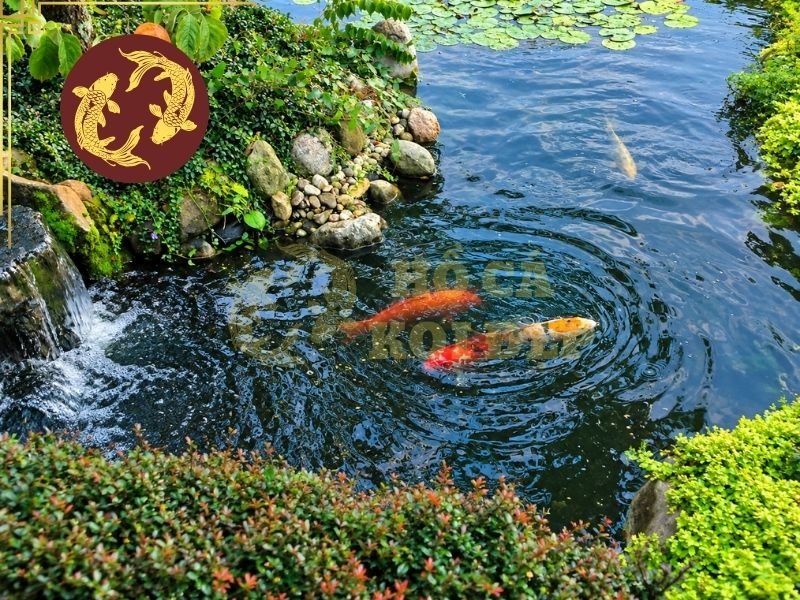 Váng Dầu Mặt Hồ Koi: Cách Xử Lý Để Nước Trong Trở Lại 3 Với những hồ sử dụng skimmer, cần kiểm tra giỏ chứa rác, lưu lượng hút và mực nước để tăng khả năng hút mặt