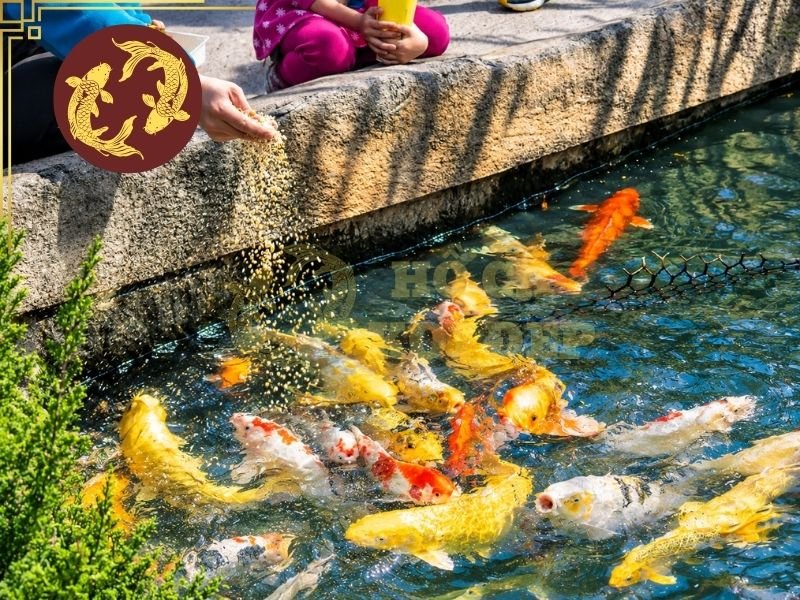 Váng Dầu Mặt Hồ Koi: Cách Xử Lý Để Nước Trong Trở Lại 5 Cá nên được cho ăn ở mức phù hợp với số lượng, kích thước và khả năng tiêu thụ thực tế.